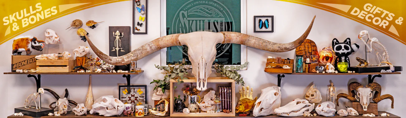 Masterpieces of Natural Osteology