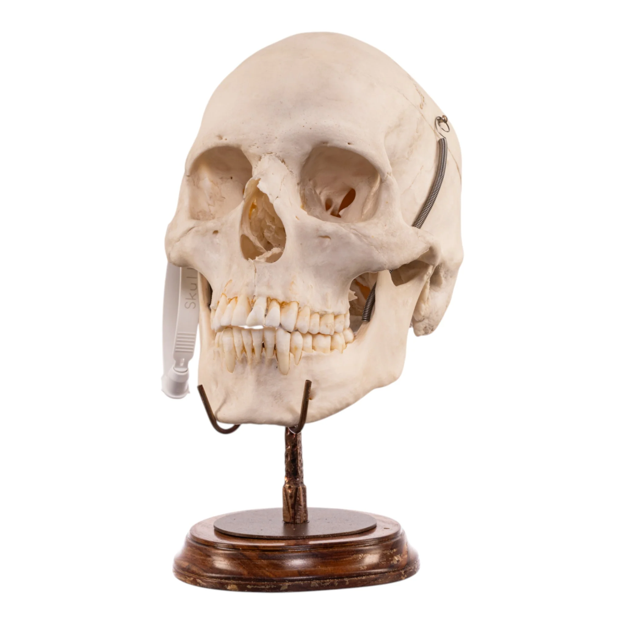 New Arrivals - Human Products