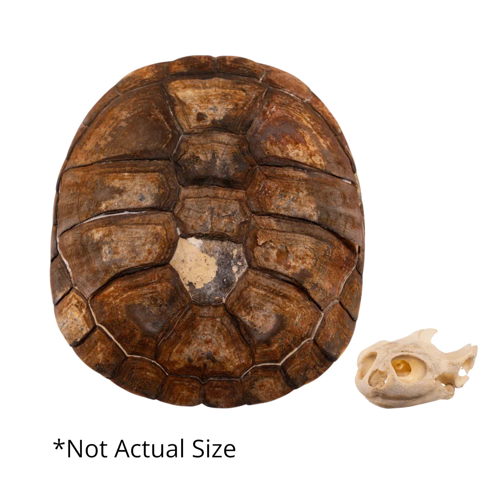 2026 New Arrivals (Non Human)